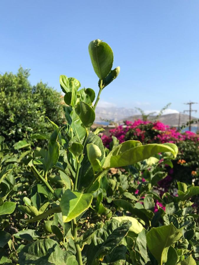 Sevasti Eborios Kalymnos * Emborios